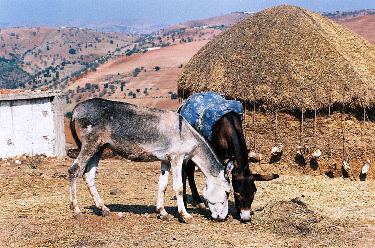 Morocco Rif Mountains, Rif Mountains, Donkeys of the Rif Mountains, Walkopedia