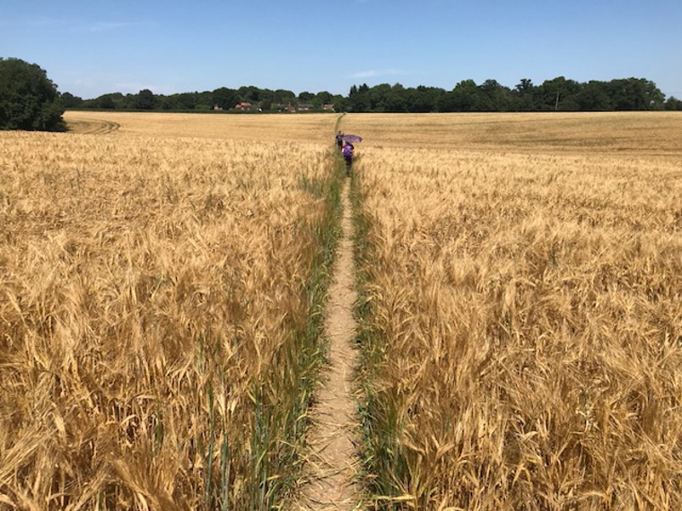 United Kingdom England, The Whittington Way, The Chiltern Way, Walkopedia