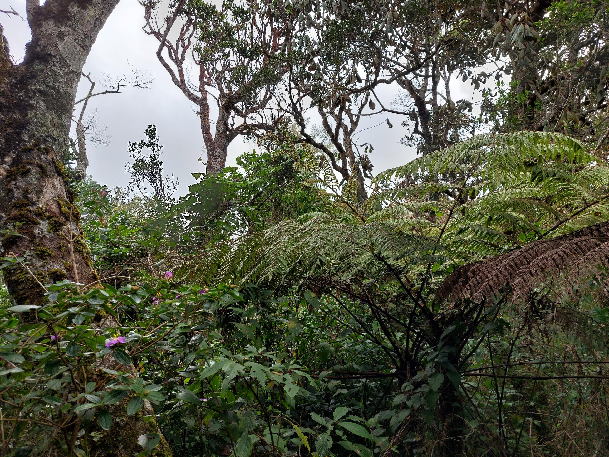 Sri Lanka Central Highlands,  Horton Plains and World's End, , Walkopedia
