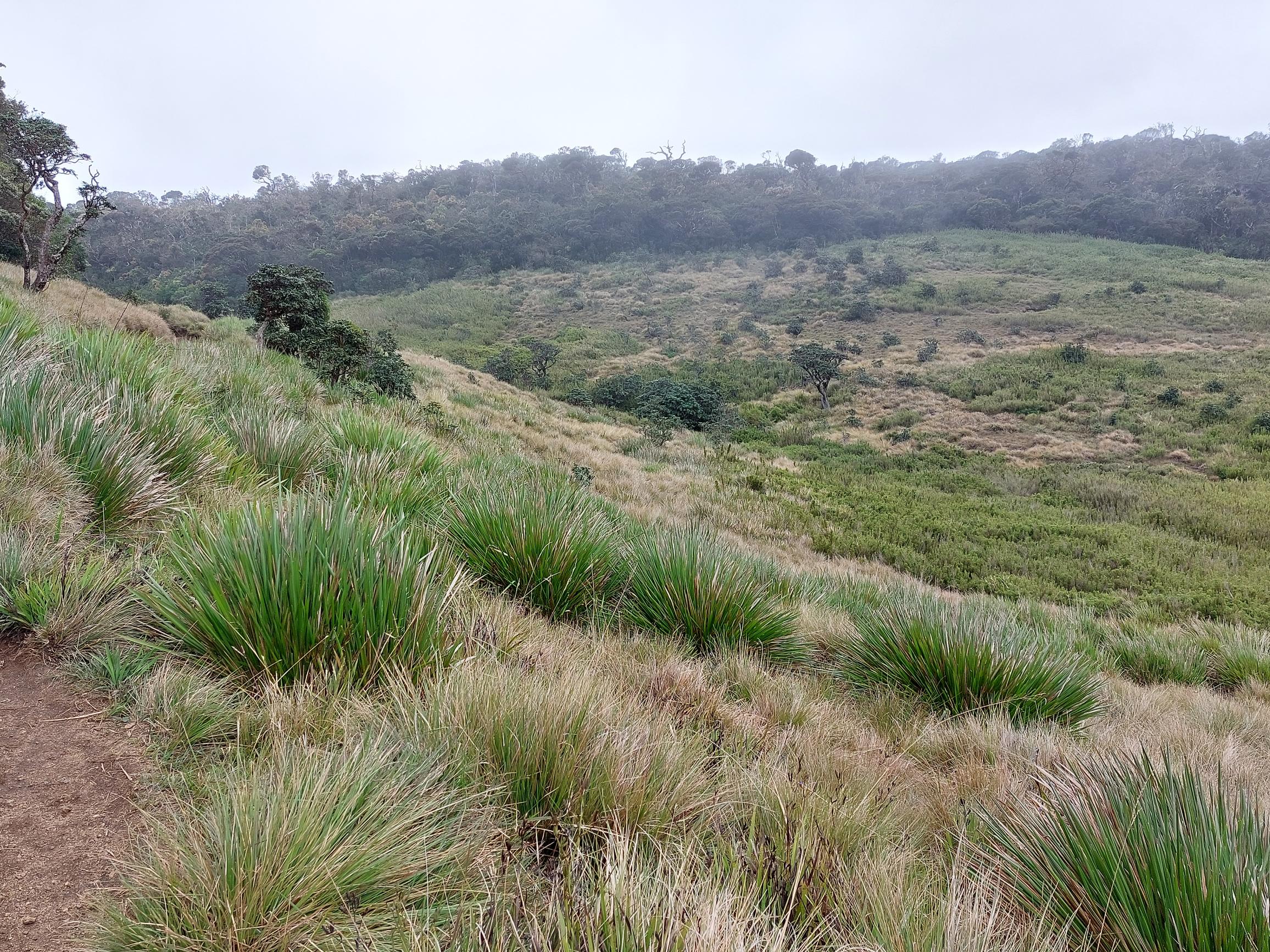 Sri Lanka Central Highlands,  Horton Plains and World's End, The plains, Walkopedia