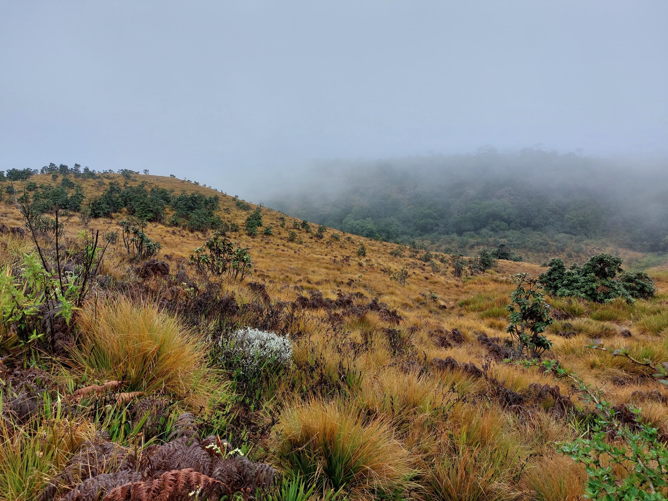 Sri Lanka Central Highlands,  Horton Plains and World's End, , Walkopedia