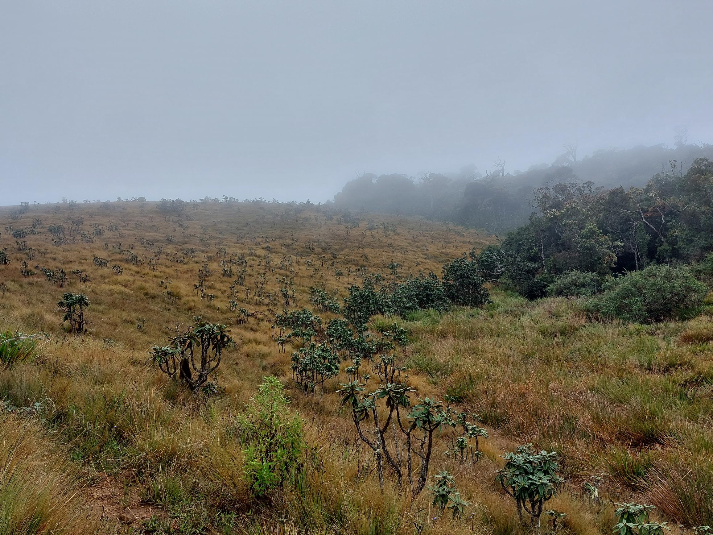Sri Lanka Central Highlands,  Horton Plains and World's End, , Walkopedia