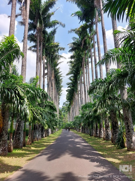 Sri Lanka Central Highlands, Kandy area, Bot Gardens avenue, Walkopedia