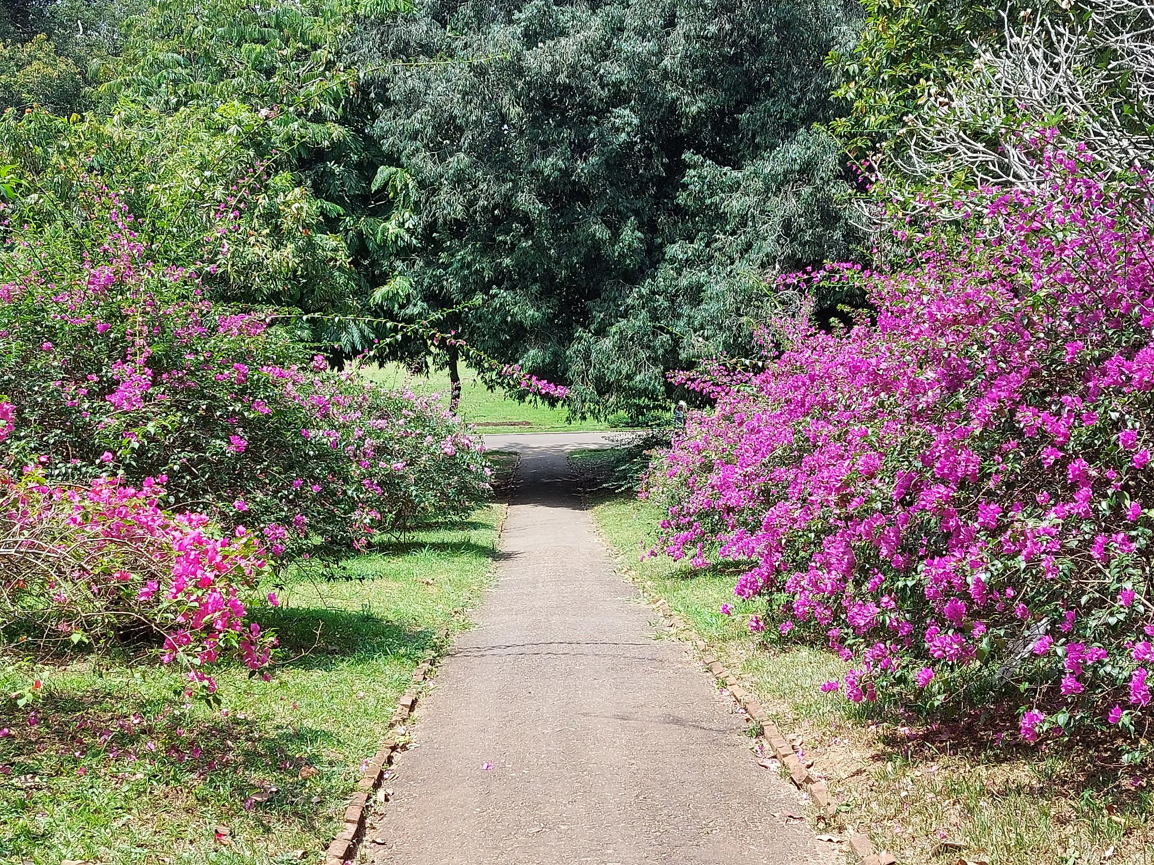 Sri Lanka Central Highlands, Botanical Gardens, Kandy, , Walkopedia