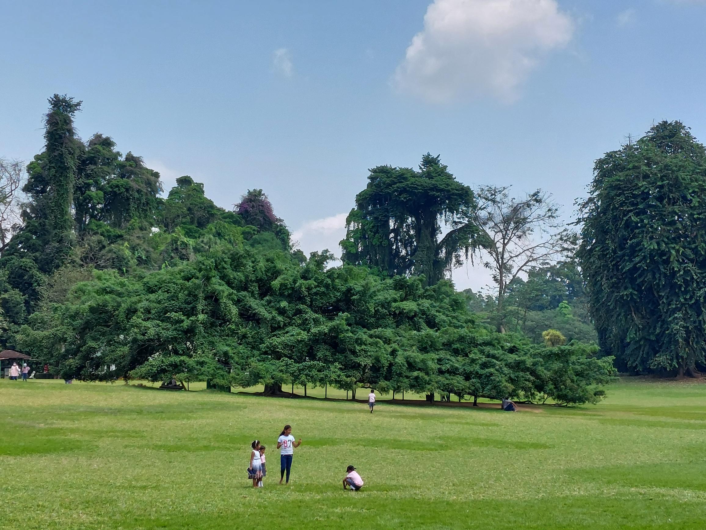 Sri Lanka Central Highlands, Botanical Gardens, Kandy, , Walkopedia