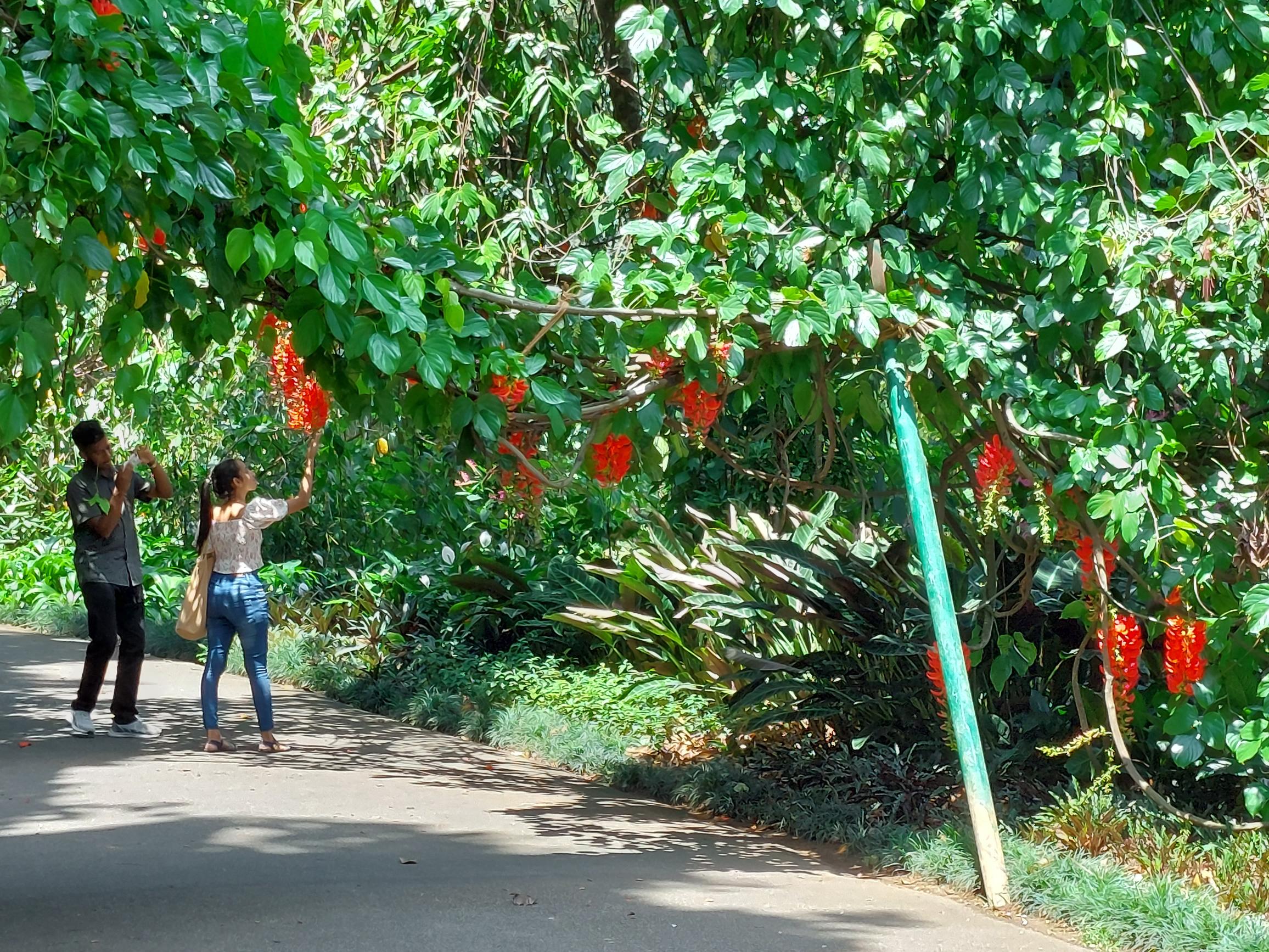 Sri Lanka Central Highlands, Botanical Gardens, Kandy, , Walkopedia