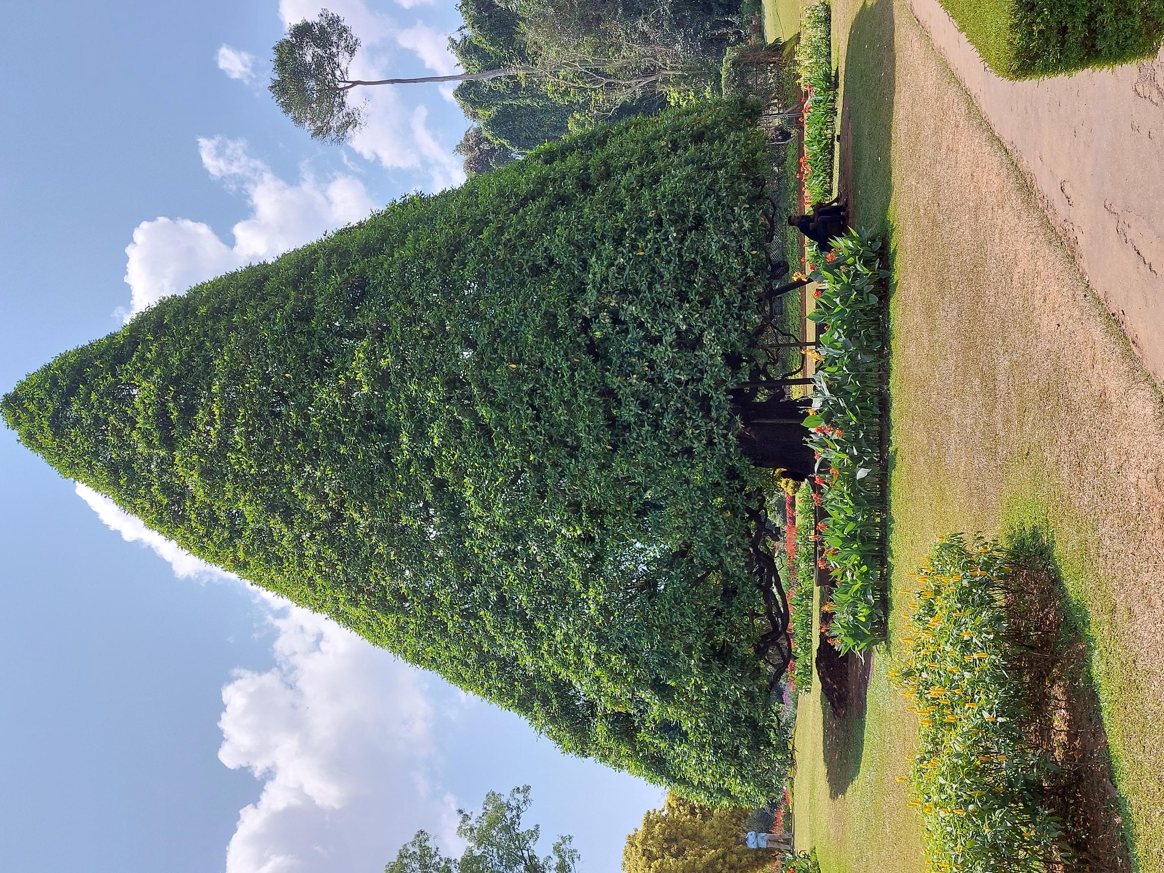 Sri Lanka Central Highlands, Botanical Gardens, Kandy, Bot Gardens, Walkopedia