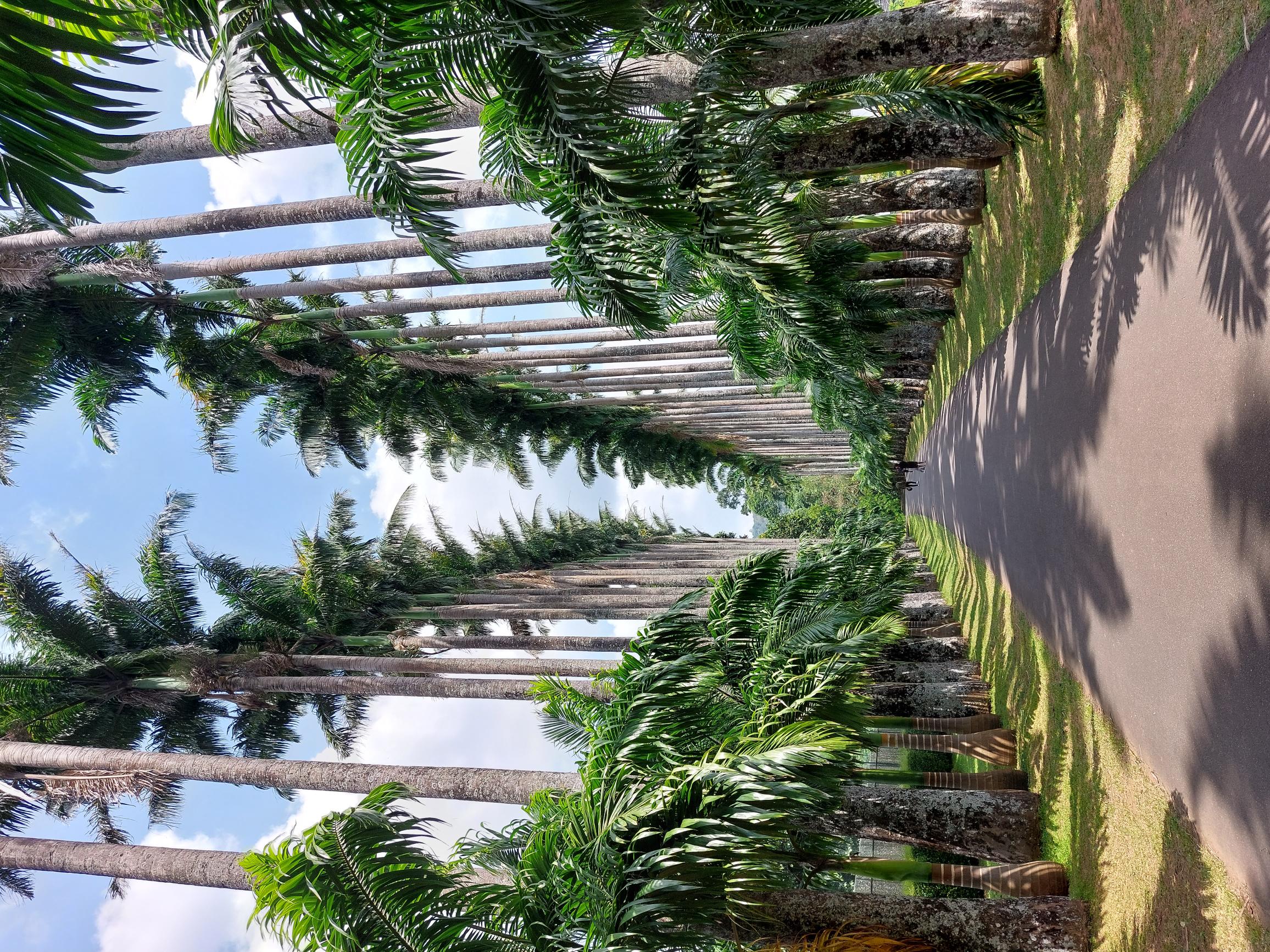 Sri Lanka Central Highlands, Botanical Gardens, Kandy, Bot Gardens avenue, Walkopedia