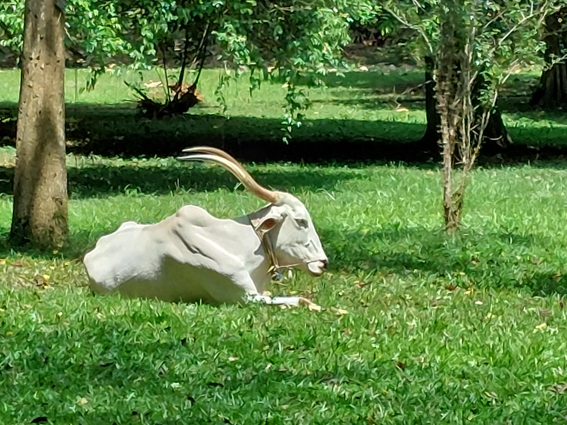Sri Lanka Central Highlands, Botanical Gardens, Kandy, Bot Gdns as farm, Walkopedia