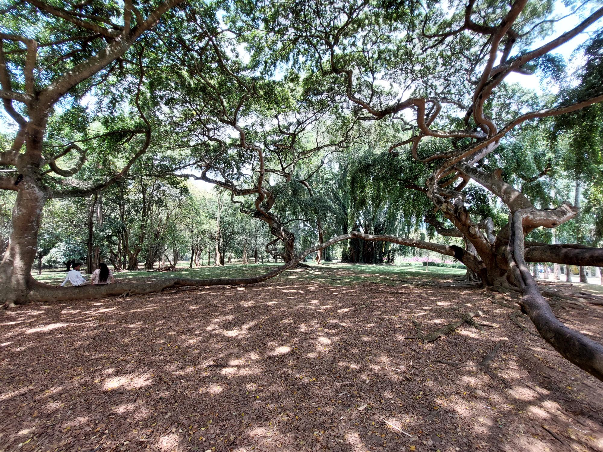 Sri Lanka Central Highlands, Botanical Gardens, Kandy, Bot Gdns branches, Walkopedia
