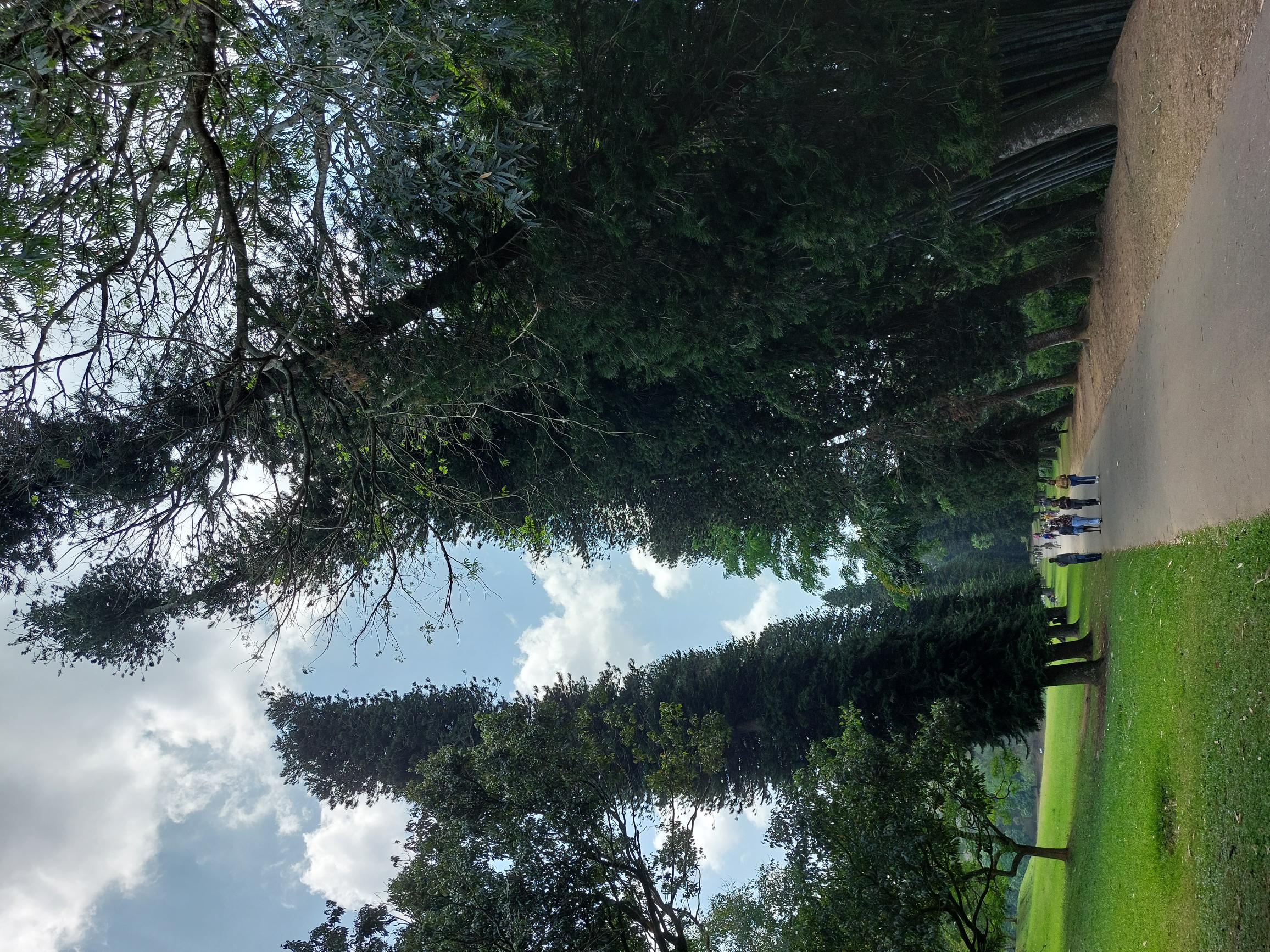 Sri Lanka Central Highlands, Botanical Gardens, Kandy, Bot Gdns wonky, Walkopedia