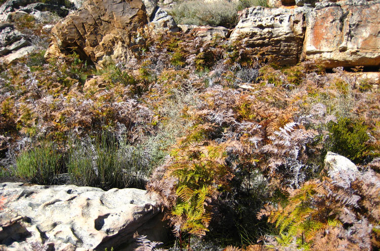 South Africa Western Cape Cape Area, Cederberg, Cederberg Scenery, Walkopedia