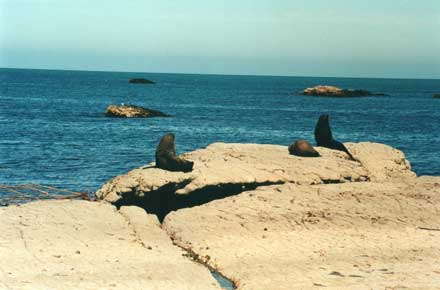 New Zealand South Island, Kaikoura Headland, Kaikoura - , Walkopedia