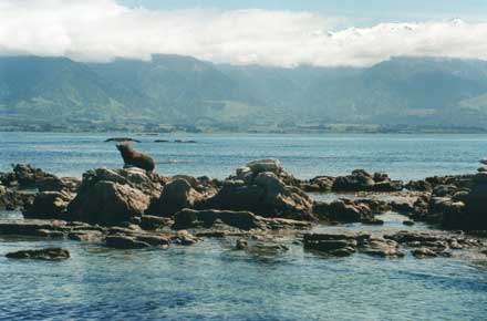 New Zealand South Island, Kaikoura Headland, Kaikoura - , Walkopedia