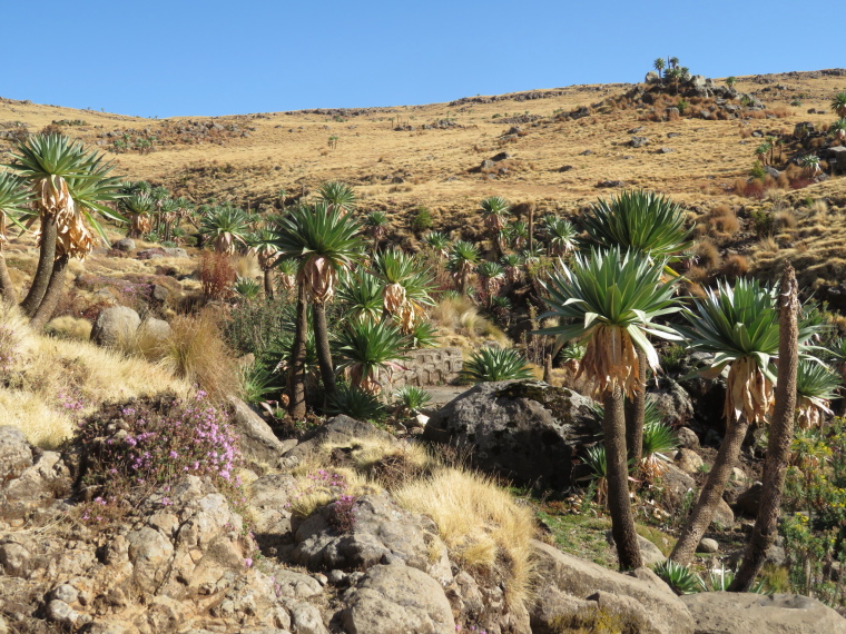 Ethiopia Simien Mts, Simien Mountains, Imet Gogo walk, Walkopedia