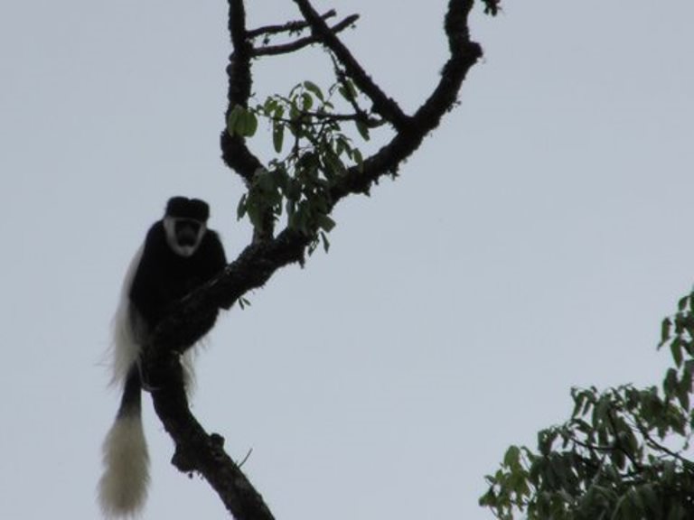 Ethiopia South Bale Mts, Bale Mountains, Colobus Monkey, Walkopedia