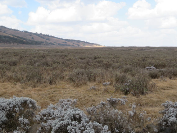 Ethiopia South Bale Mts, Bale Mountains, Gaysay Grasslands, dry season , Walkopedia