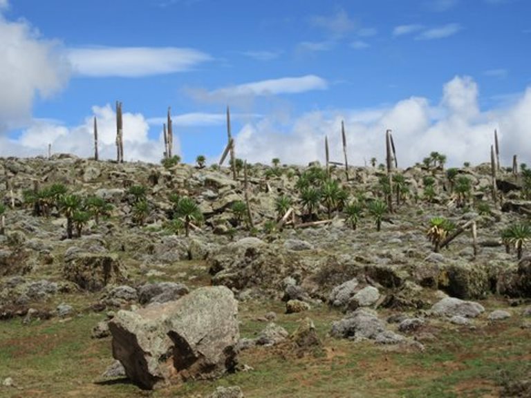 Ethiopia South Bale Mts, Bale Mountains, Giant Groundsel, Walkopedia