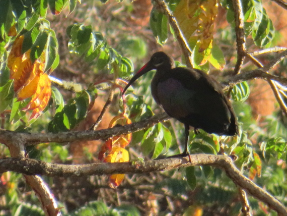 Ethiopia South Bale Mts, Bale Mountains, Never got used to  ibis in trees, Harenna, Walkopedia