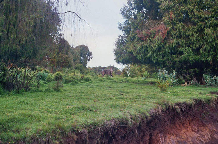 Ethiopia South Bale Mts, Bale Mountains, Nyala in Bale Mountains, Walkopedia