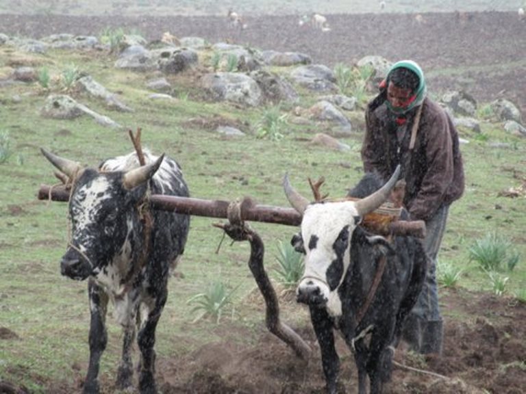 Ethiopia South Bale Mts, Bale Mountains, Ploughing with oxen, Walkopedia