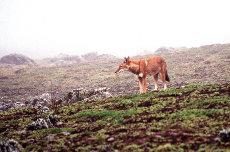 Bale Mountains: Semien Fox - © By Flickr user Gill_Penney
