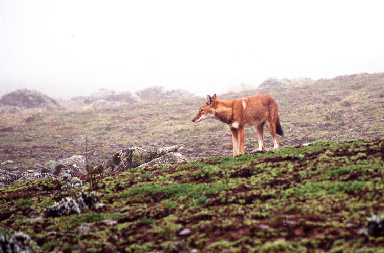 Ethiopia South Bale Mts, Bale Mountains, Semien Fox, Walkopedia