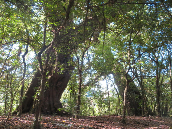 Ethiopia South Bale Mts, Bale Mountains, Stately Harenna forest trees, Walkopedia