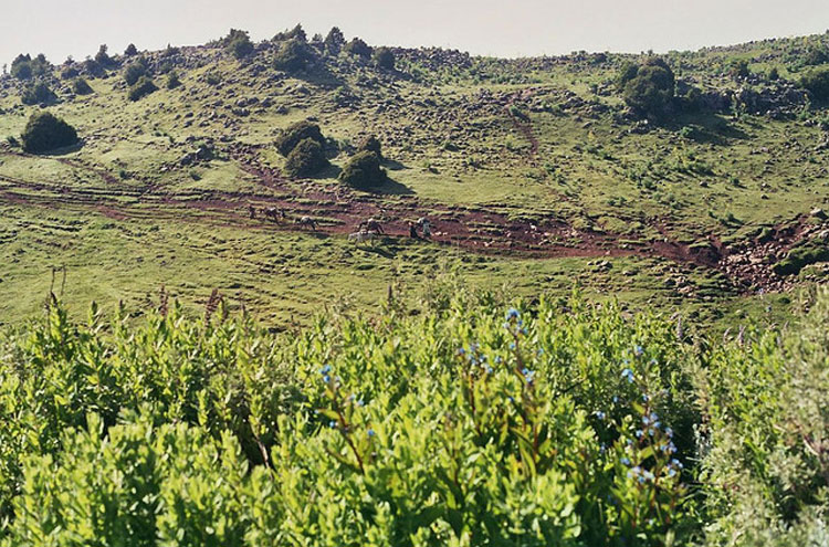 Ethiopia South Bale Mts, Bale Mountains, To Dinsho Market, Walkopedia