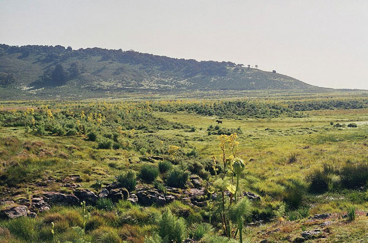 Ethiopia South Bale Mts, Bale Mountains, Warthog in the distance, Walkopedia