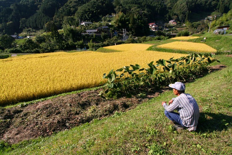 Japan, Nakasendo Way, Field in Kiso, Walkopedia