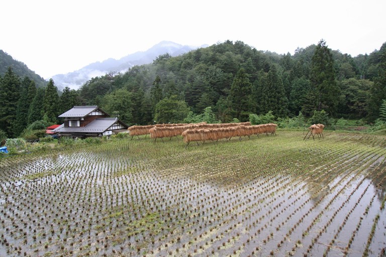 Japan, Nakasendo Way, Rice paddy, Nojiri, Walkopedia