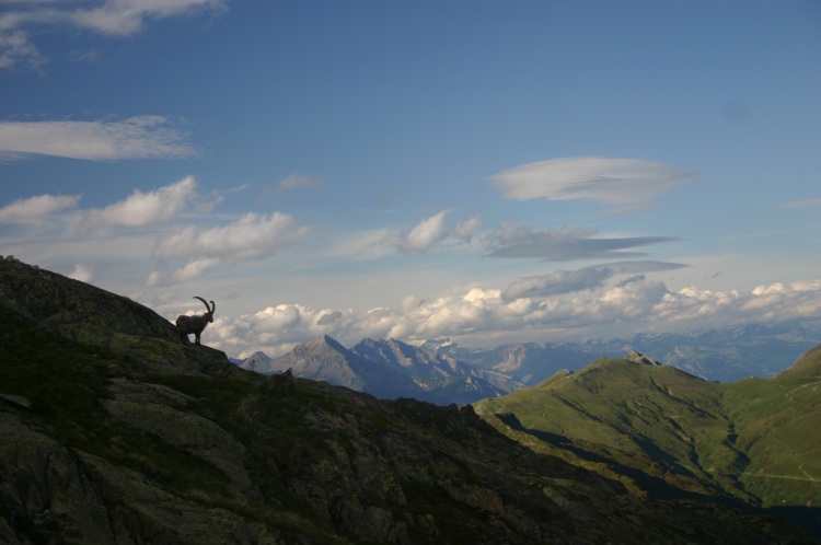 Tour of Mt Blanc : Ibex at Lac Blanc - ©William Mackesy