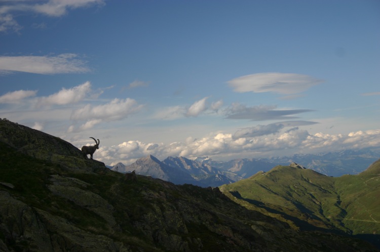 France Alps Mt Blanc Area, Tour of Mt Blanc , Ibex at Lac Blanc, Walkopedia