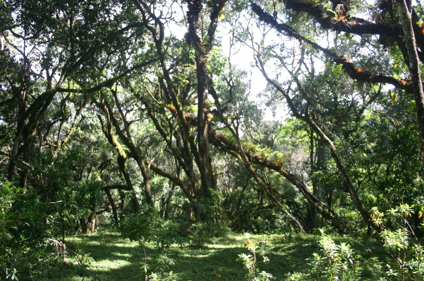 Tanzania, Mt Meru, Cloud forest, Walkopedia