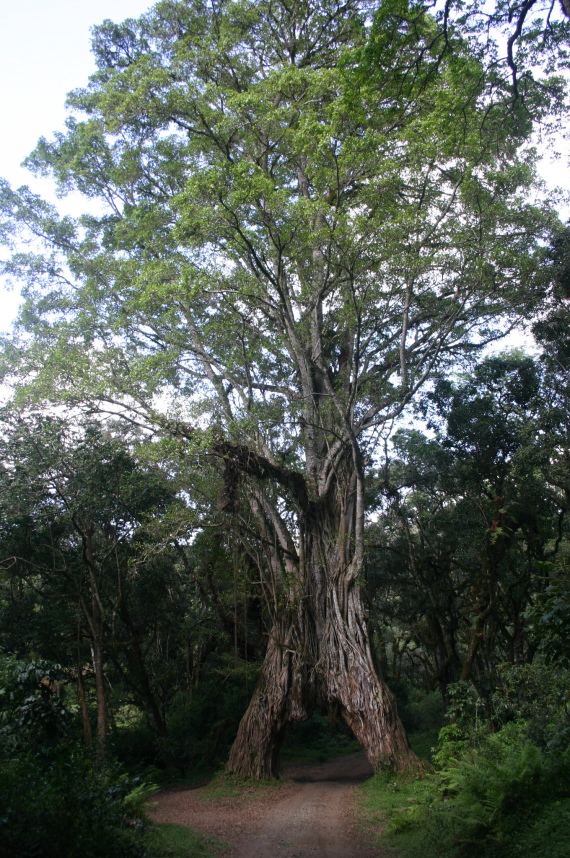 Tanzania, Mt Meru, Huge tree, Walkopedia