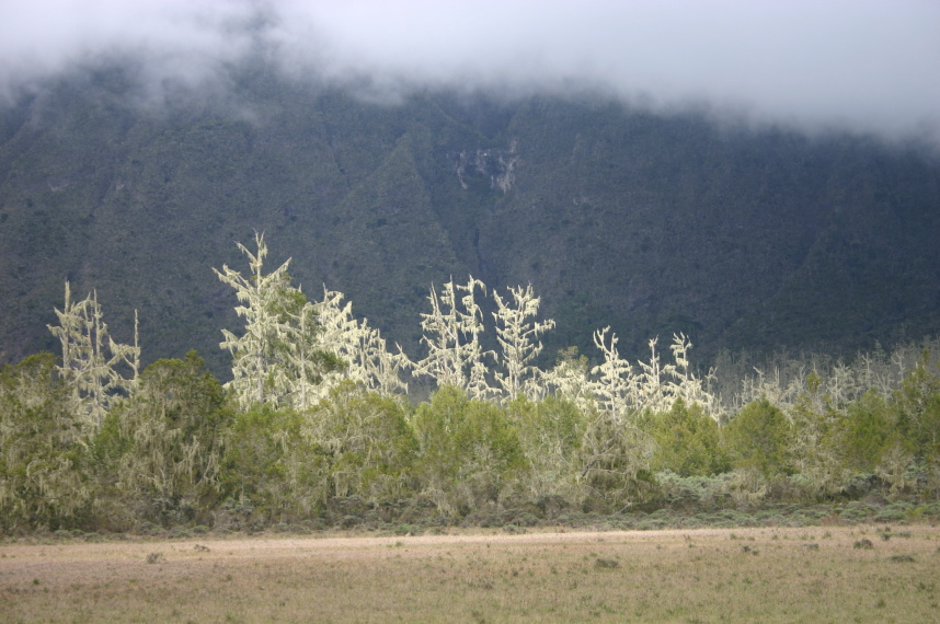 Tanzania, Mt Meru, Light on vegetation in the lower crater, Walkopedia