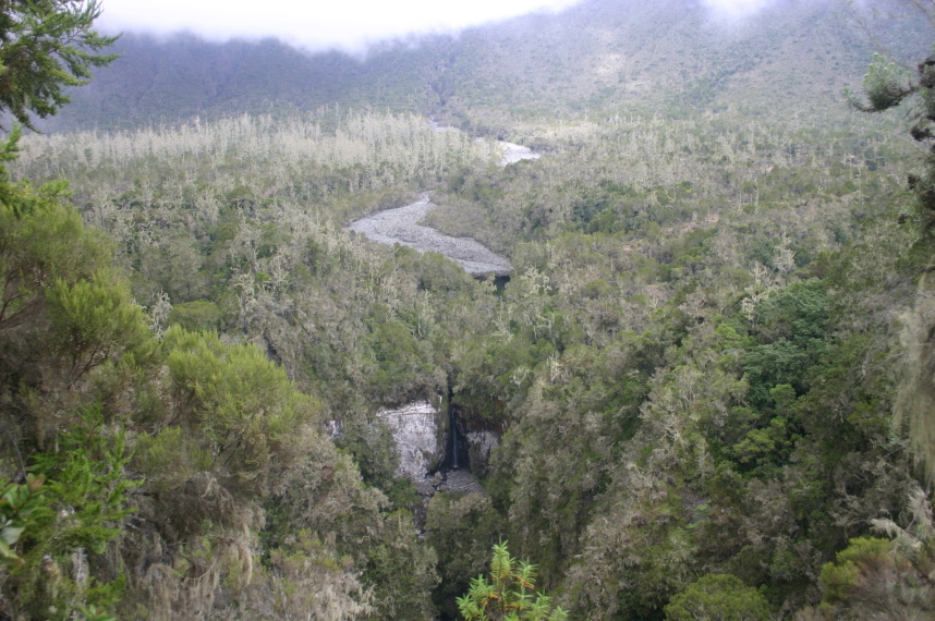 Tanzania, Mt Meru, Vegetation in the lower crater, Walkopedia