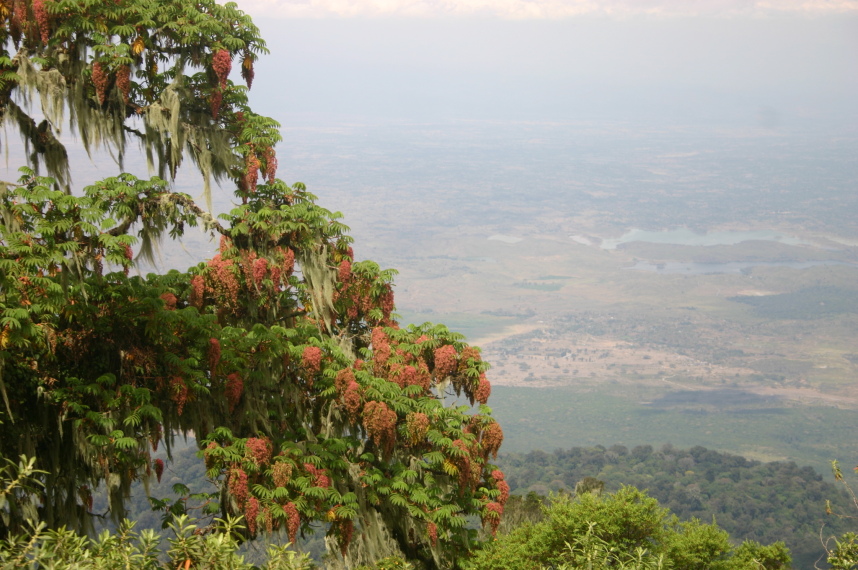 Tanzania, Mt Meru, View and vegetation, Walkopedia