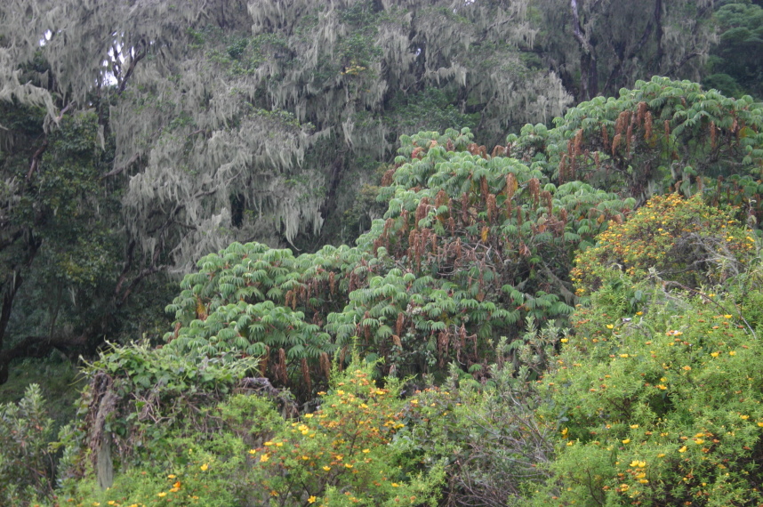 Tanzania, Mt Meru, , Walkopedia