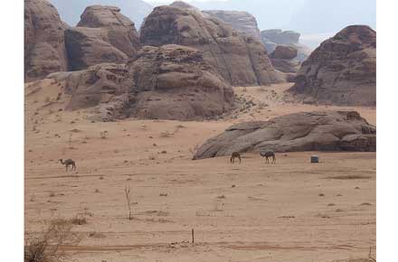 Jordan Wadi Rum, Wadi Rum, Wadi Rum - camels, Walkopedia