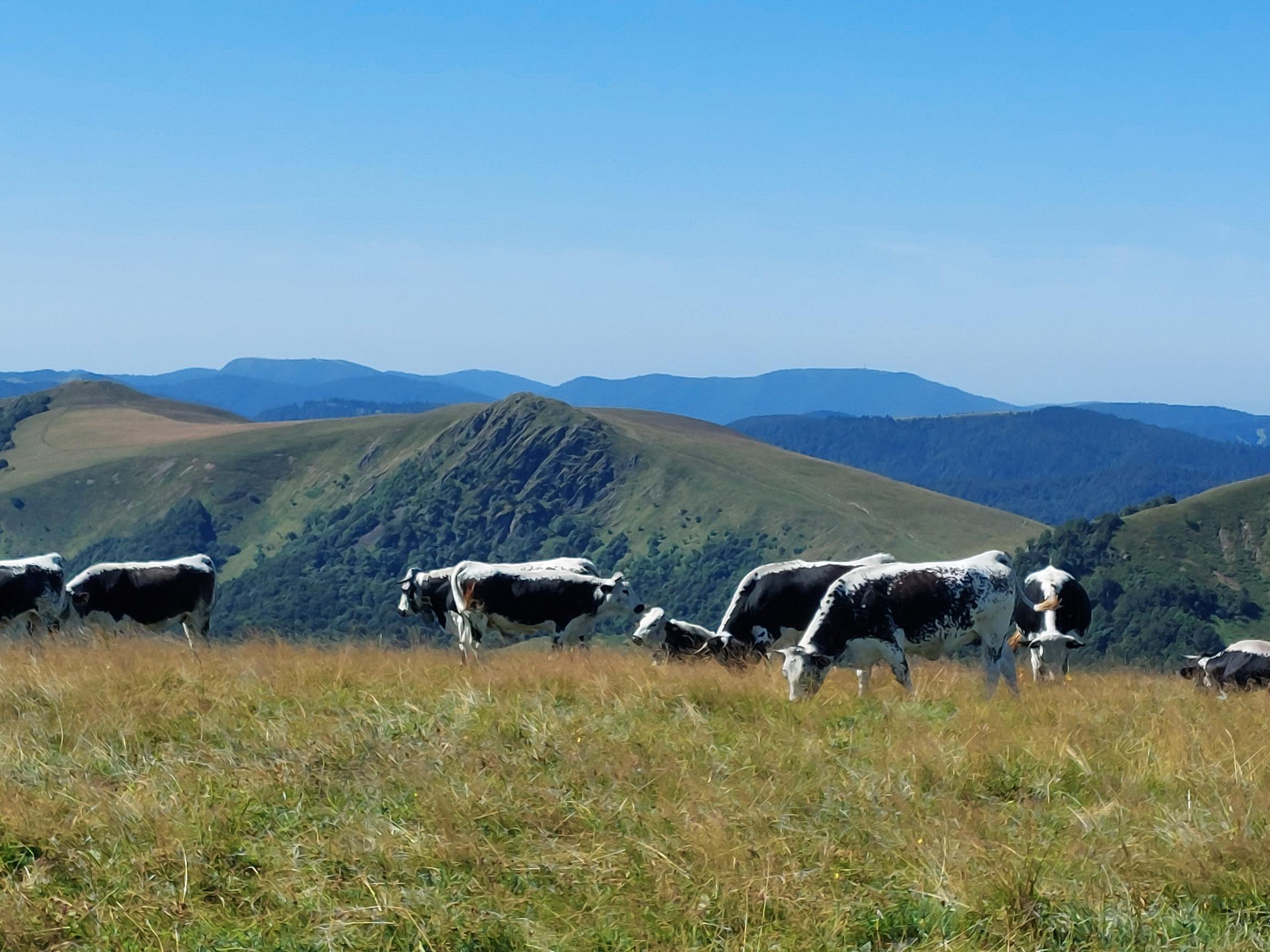 France Vosges Mountains, Kastelberg and Le Hohneck, , Walkopedia