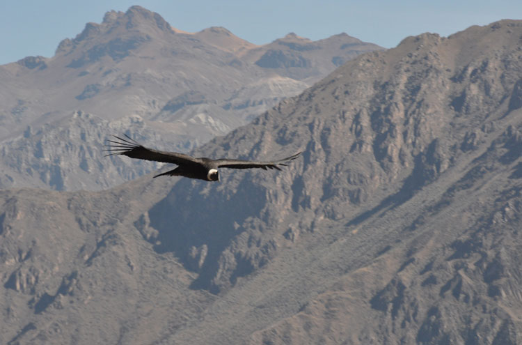 Peru South Arequipa Area, Colca Canyon, Colca Canyon - © From Flickr user BTDevil, Walkopedia