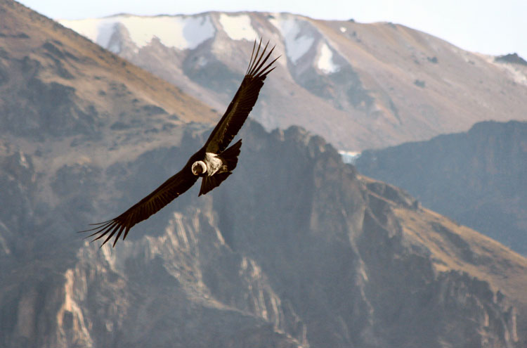 Peru South Arequipa Area, Colca Canyon, Canyon del Colca - © From Flickr user Gudi and Chris, Walkopedia