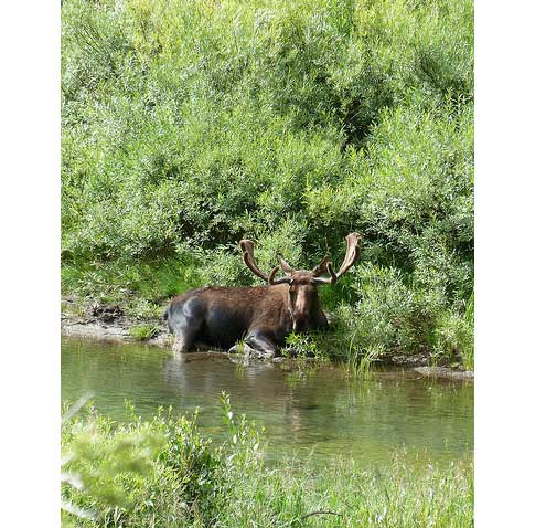 USA Western: Yellowstone NP, Yellowstone NP, Wyoming, Yellowstone NP - Wyoming, Walkopedia