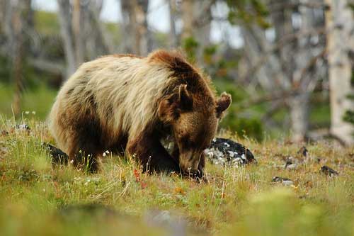 USA Western: Yellowstone NP, Yellowstone NP, Wyoming, Yellowstone NP - Grizzly at Dunraven Pass, Walkopedia