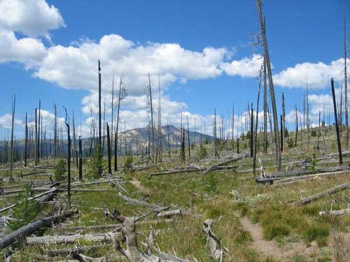 USA Western: Yellowstone NP, The Thorofare Trail, The Thorofare Trail - Deadfall on the trail between Monument Camp and Heart Lake, Walkopedia