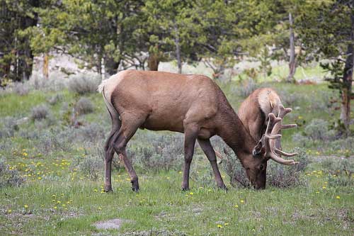 USA Western: Yellowstone NP, Mount Washburn, Mount Washburn - Big Elk, Walkopedia