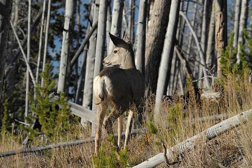 Mount Washburn - Mule Deer - © By Flickr User NDomer73 Mount Washburn: Mount Washburn - Mule Deer - © By Flickr User NDomer73