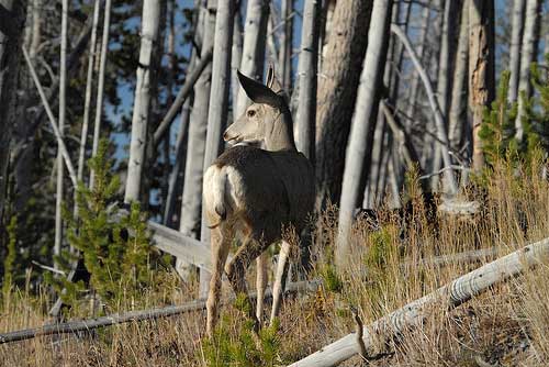 USA Western: Yellowstone NP, Mount Washburn, Mount Washburn - Mule Deer, Walkopedia